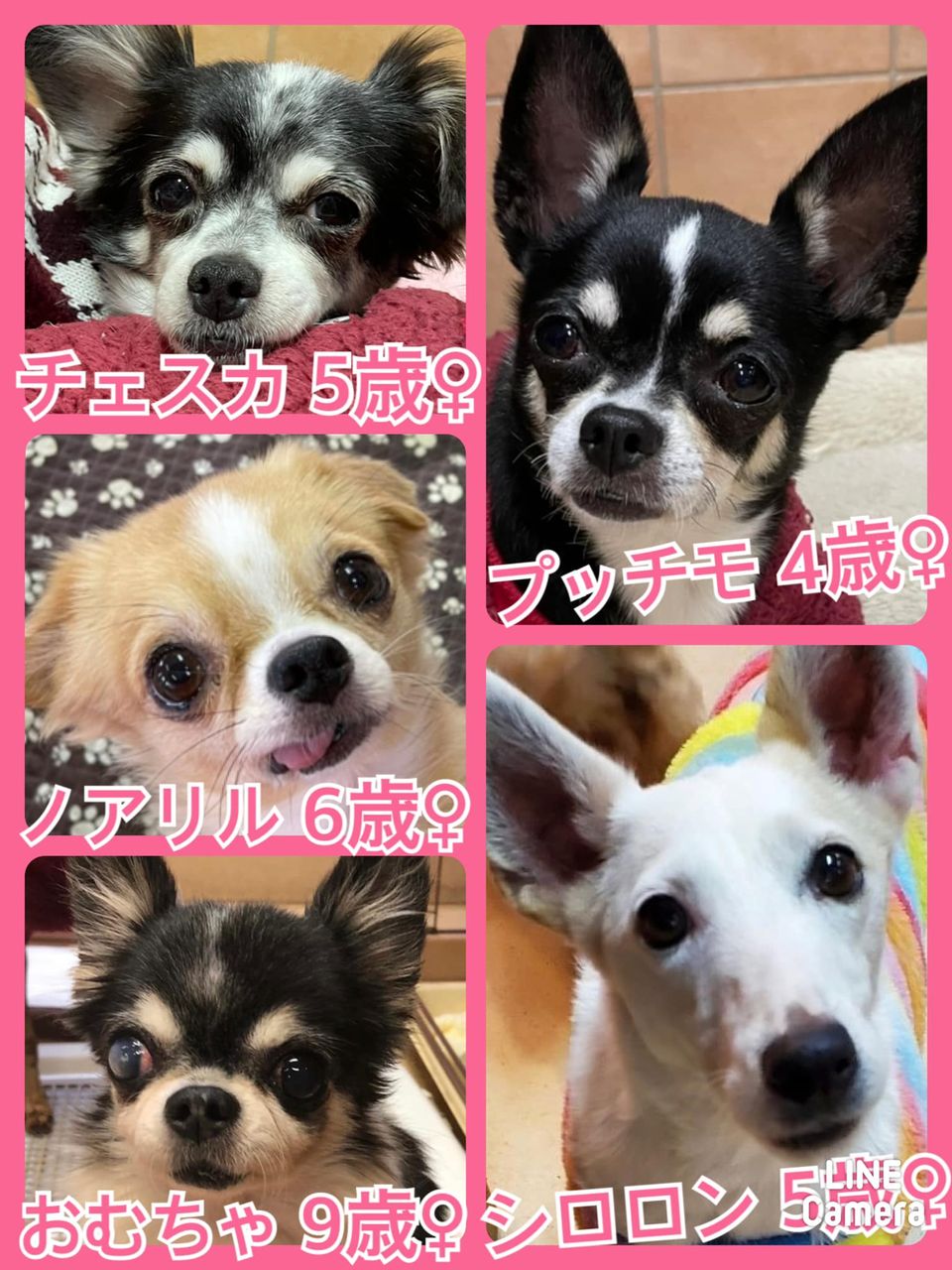 🐾今日の里親様募集中ワンコ🐶メンバーです🐾2021,12,6【保護犬カフェ天神橋店】